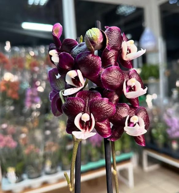 Орхидея (нецветущий подросток) TopDreams фаленопсис Phal