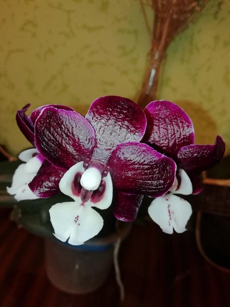 DeliciousTaylormade PurpleFace NEO PGS様 DeliciousTaylormade PurpleFace NEO PGS様 DeliciousTaylormade