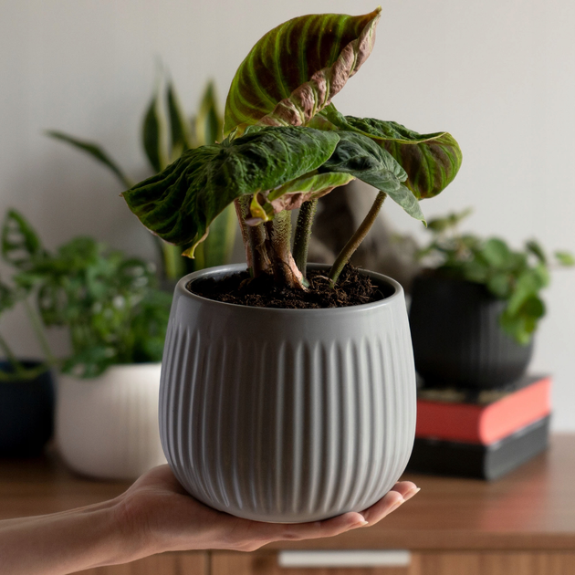 Osłonka ceramiczna na doniczkę Kadax Vario Szara 14 cm (5903699478202) - obraz 6