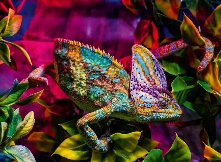 Пазл Ravensburger Colorful Animals Chameleon 500 елементів 12001333 (4005555013334) - зображення 2