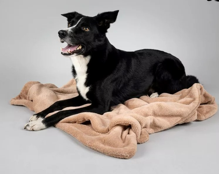 Kocyk Amiplay SCANDI dla psa i kota M 75 x 60 cm beżowy (5907563248496) - obraz 5