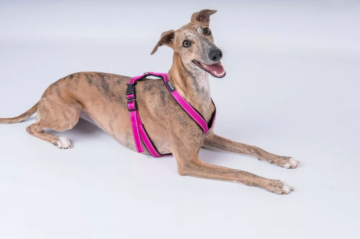 Шлея регульована для собак Amiplay Reflective M 30-55 см Рожева (5907563218611) - зображення 4