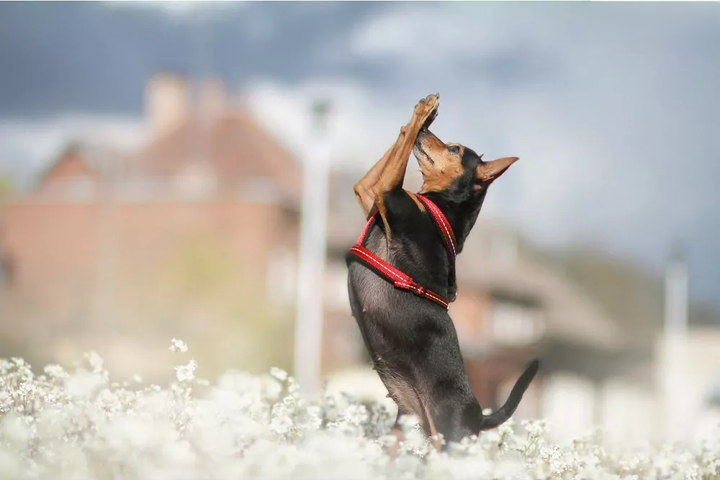 Шлея регульована для собак Amiplay Guard Reflective S Рожева (5907563306325) - зображення 5