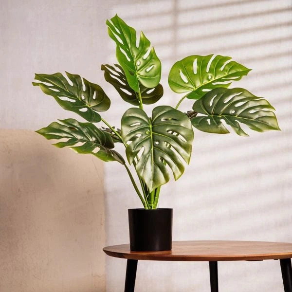 Штучна рослина Homla Tropical Zone монстера 66 см (5906496730641) - зображення 4