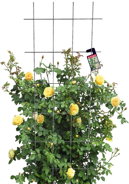 Pergola ogrodowa Kadax Russi K1668 - obraz 1