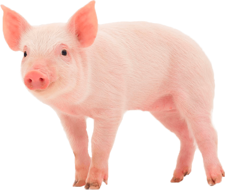 Карточки для развития «Домашние животные» - изображение 2