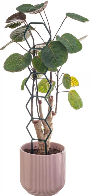 Podpora doniczkowa heksagon prosty Kadax Fora 3 szt. (K11363) - obraz 6