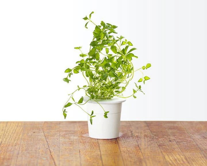 Wkład zamienny Click&Grow Oregano 3 szt (4742793007489) - obraz 2