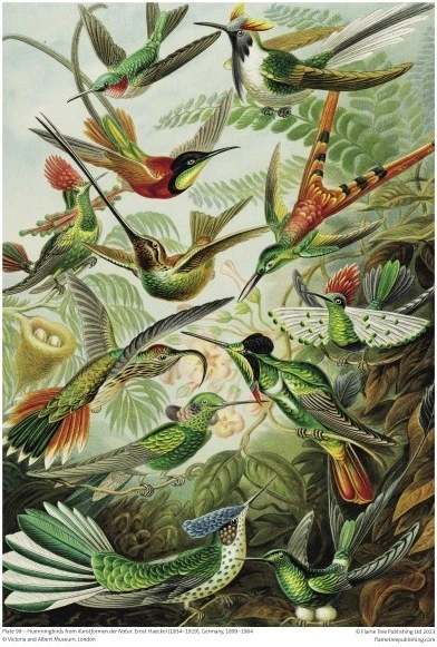 Пазл Flame Tree Колібрі 1000 елементів FTJPL09 (9781804176269) - зображення 2