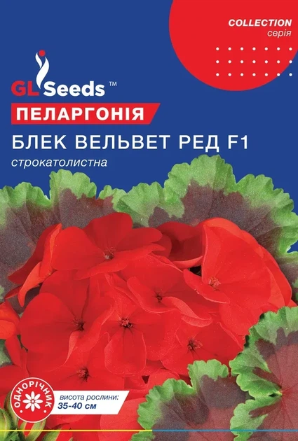 Насіння GL Seeds Пеларгонiї F1 Блек Вельвет Ред 5 гранул - Фото 1 Насіння GL Seeds Пеларгонiї F1 Блек Вельвет Ред 5 гранул - зображення 1