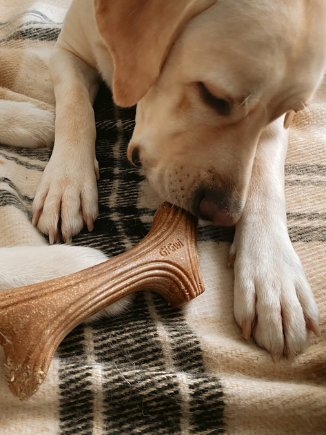 Игрушка для собак Рог жевательный GiGwi Wooden Antler, дерево, полимер, L 24 см - Фото 3 Игрушка для собак Рог жевательный GiGwi Wooden Antler, дерево, полимер, L 24 см - изображение 3