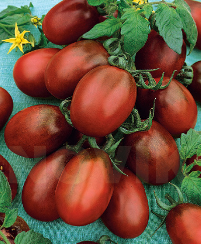 Семена Томат Де-Барао черный GL Seeds 0.1г (For Hobby2281) - Фото 2 Семена Томат Де-Барао черный GL Seeds 0.1г (For Hobby2281) - изображение 2
