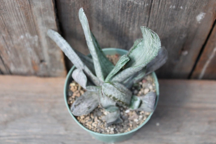 Гастерия двурядная Серый призрак Gasteria disticha Grey Ghost - изображение 3