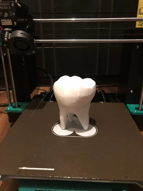 Модель Человеческого Зуба Tooth Белый 15 См 3Д Печать - Фото 2 Модель Человеческого Зуба Tooth Белый 15 См 3Д Печать - изображение 2