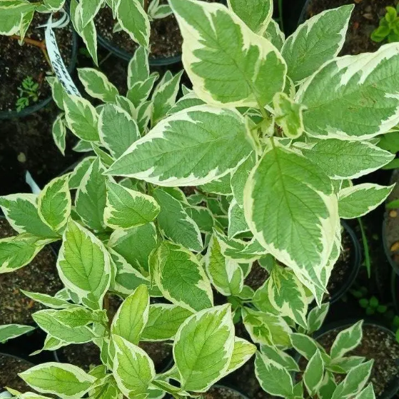 Дерен белый Элегантиссима (Cornus alba Elegantissima) Р9 - изображение 3