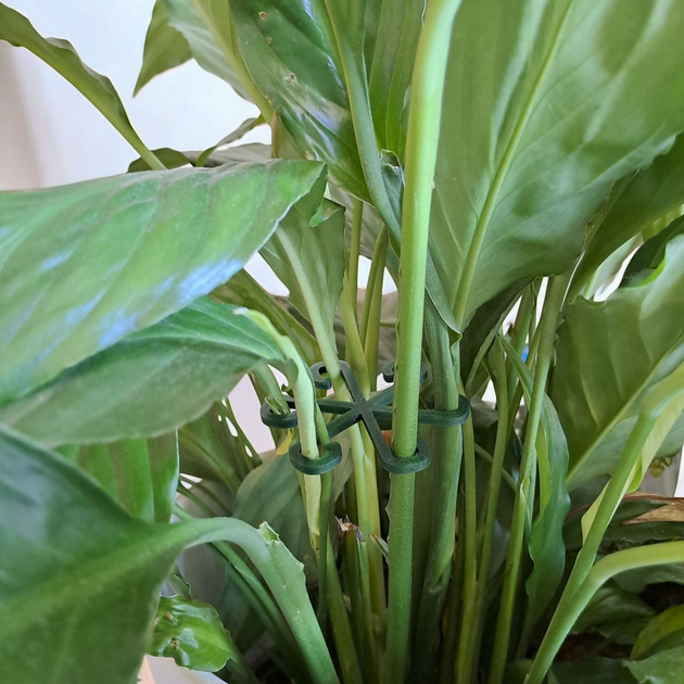 Органайзер Фиксатор для растений “Plant Clip Star” – удобная опора для стеблей и побегов - Фото 9 Органайзер Фиксатор для растений “Plant Clip Star” – удобная опора для стеблей и побегов - изображение 9