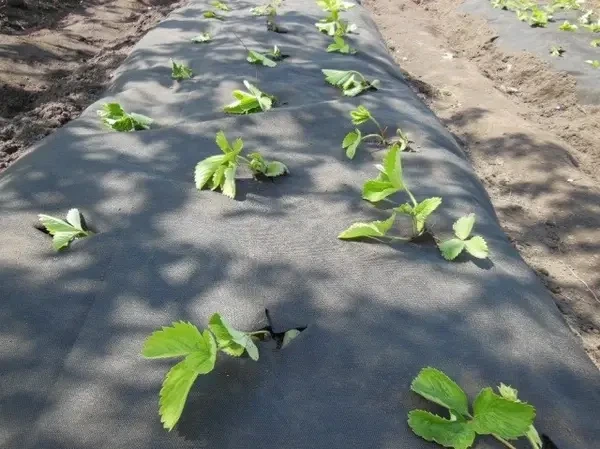 Агроволокно Shadow чорне з перфорацією 3 отвори, 50 г/м², 1.6×100 м - зображення 5