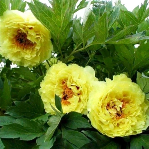Пион древовидный Yellow - Фото 1 Пион древовидный Yellow - изображение 1
