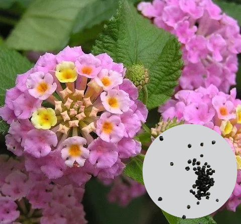 Семена Лантана сводчатая (Lantana camara), смесь цветов, 10 штук - изображение 2