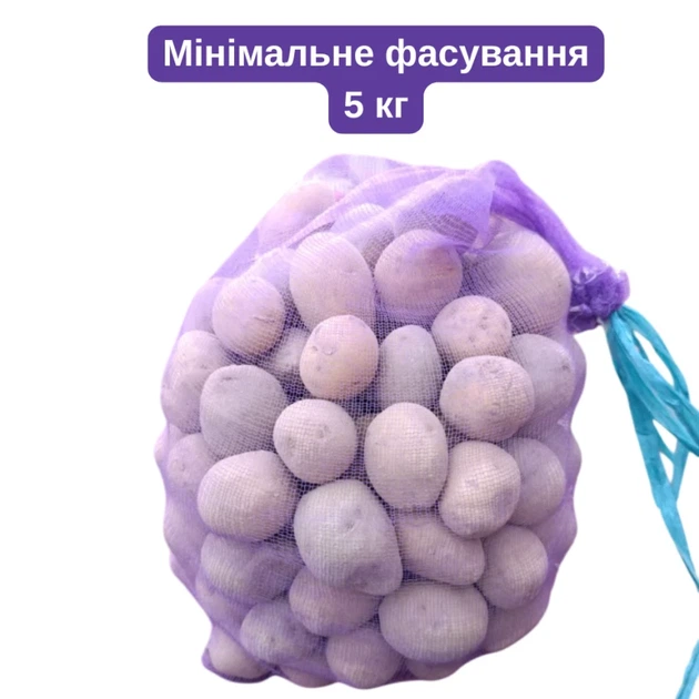 Насіннєва картопля Гала (Gala) 1 кг, 70-80 днів 2 репродукція - изображение 3