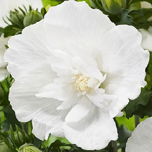 Гібіскус сирійський White Chiffon - Фото 1 Гібіскус сирійський White Chiffon - изображение 1