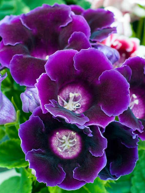Глоксінія Violacea - Фото 2 Глоксінія Violacea - зображення 2