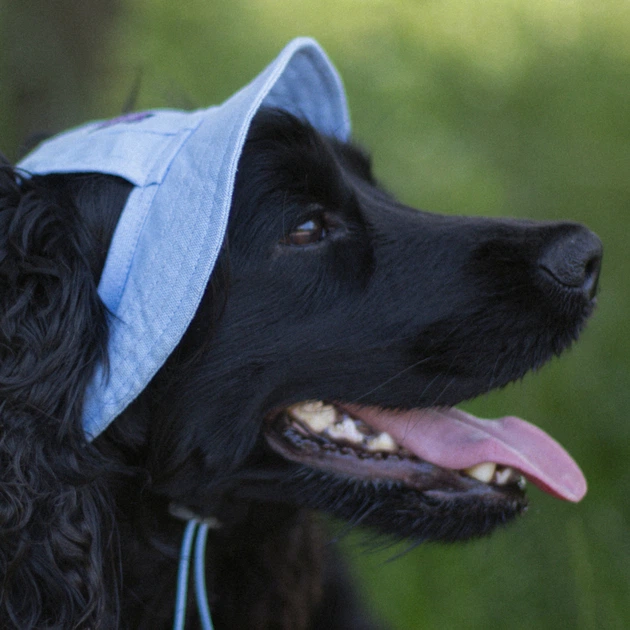 Панама для собак Hat-Dog L - блакитний - изображение 6