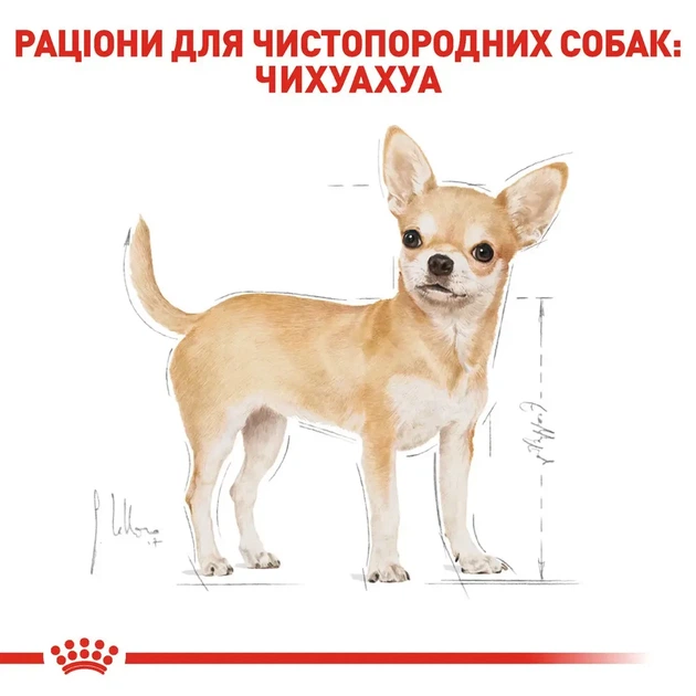 Сухой корм Royal Canin Chihuahua Adult для собак породы чихуахуа старше 8 месяцев, 3 кг - изображение 3