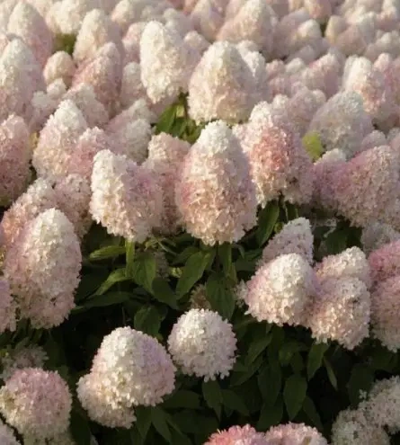 Гортензия метельчатая Меджикал Свит Саммер (Magical Sweet Summer) Р9 - Фото 1 Гортензия метельчатая Меджикал Свит Саммер (Magical Sweet Summer) Р9 - изображение 1
