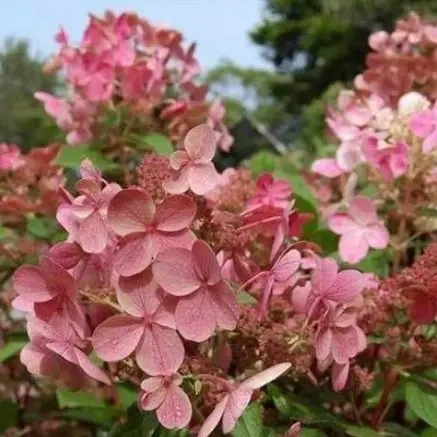 Гортензія волотиста Ерлі Сенсейшн (Early Sensation) Р9 - Фото 5 Гортензія волотиста Ерлі Сенсейшн (Early Sensation) Р9 - зображення 5