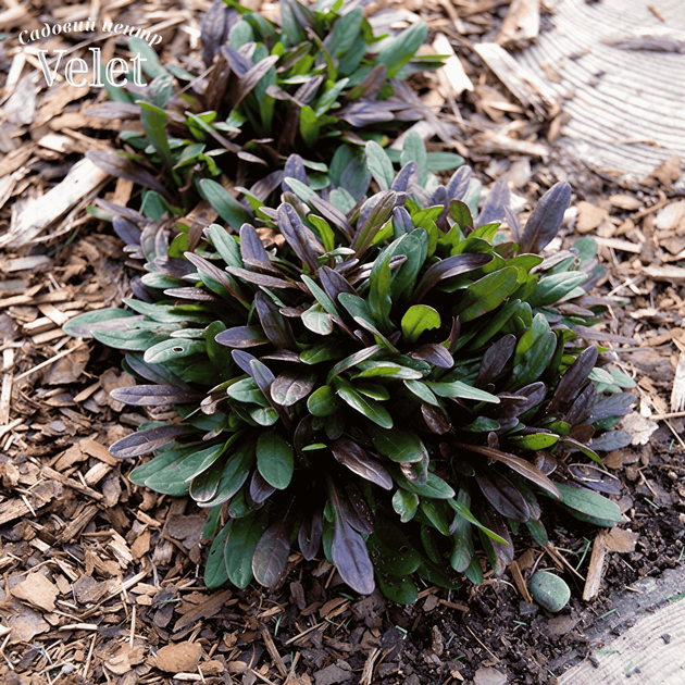 Живучка Чоклед Чип. (Ajuga reptans Chocolate Chip) Р9 - изображение 2