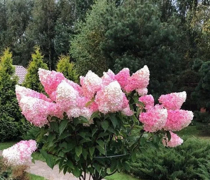 Гортензія волотиста Ваніла Фрейз (Vanille Fraise) Р9 - зображення 2