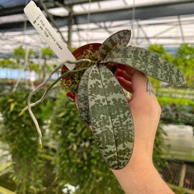 Фаленопсис не цветущий гибрид шиллериана × сиб (Phal. schilleriana × sib) в горшке 2.5", посадка мох, без цветов - изображение 5