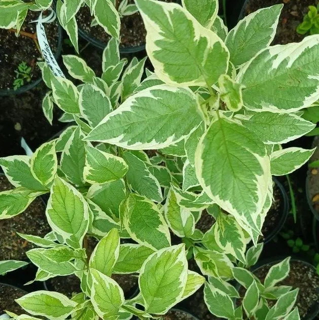Дерен білий Елегантіссіма (Cornus alba Elegantissima) С2 - зображення 7