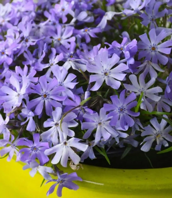 Флокс шиловидный Early Spring Lavender С2 - Фото 2 Флокс шиловидный Early Spring Lavender С2 - изображение 2