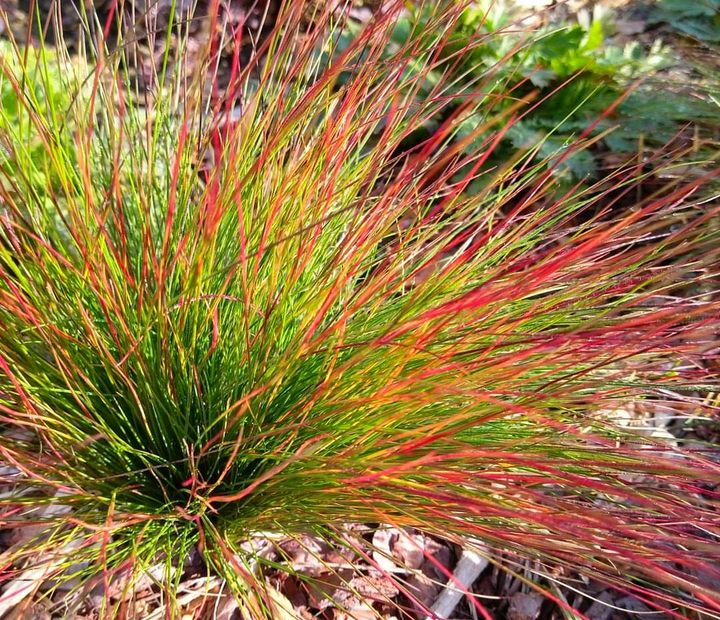 Фестука аметистовая «Валберла» (Festuca amethystina 'Walberla'), Р9 - изображение 3