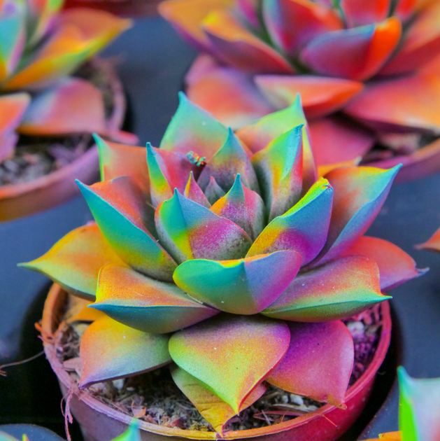 Сукулент Ехеверія Echeveria purpusorum з райдужним забарвленням D6см - Фото 1 Сукулент Ехеверія Echeveria purpusorum з райдужним забарвленням D6см - изображение 1