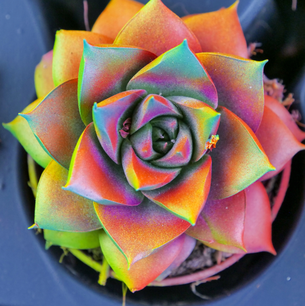 Сукулент Ехеверія Echeveria purpusorum з райдужним забарвленням D6см - Фото 3 Сукулент Ехеверія Echeveria purpusorum з райдужним забарвленням D6см - изображение 3
