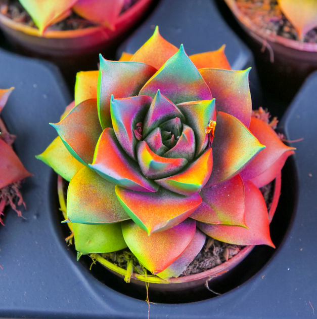 Сукулент Ехеверія Echeveria purpusorum з райдужним забарвленням D6см - Фото 4 Сукулент Ехеверія Echeveria purpusorum з райдужним забарвленням D6см - изображение 4