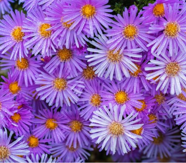 Айстра альпійська синя (Aster alpinus 'Blue'), Р9 - Фото 2 Айстра альпійська синя (Aster alpinus 'Blue'), Р9 - зображення 2