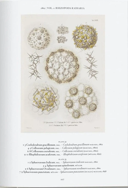 The Art and Science of Ernst Haeckel - Райнер Віллманн, Юлія Восс (9783836584289) - зображення 5