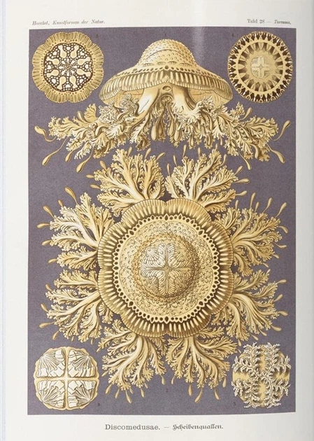 The Art and Science of Ernst Haeckel - Райнер Віллманн, Юлія Восс (9783836584289) - зображення 10