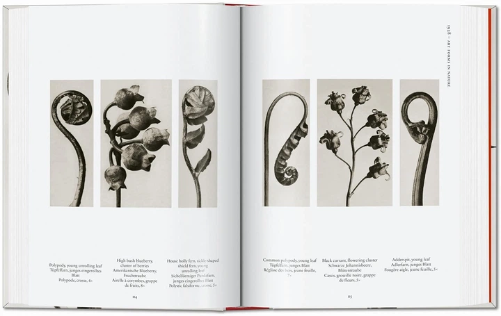 Karl Blossfeldt. The Complete Published Work. 45th Edition - Hans Christian Adam (9783836598514) - obraz 4