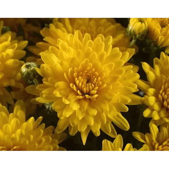 Хризантема Плайя Санні - Фото 2 Хризантема Плайя Санні - зображення 2