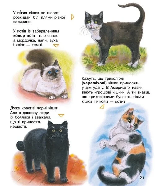 Книга «Коти. Енциклопедія дошкільника». Автор - Юлія Каспарова - Фото 7 Книга «Коти. Енциклопедія дошкільника». Автор - Юлія Каспарова - зображення 7