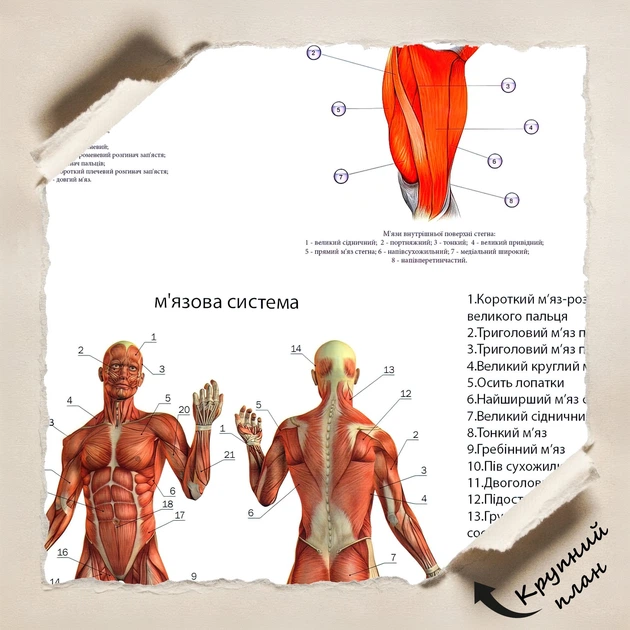 Постер М'язова система людини (українською), медичний плакат, A3 42×30 см (id6301) - зображення 4