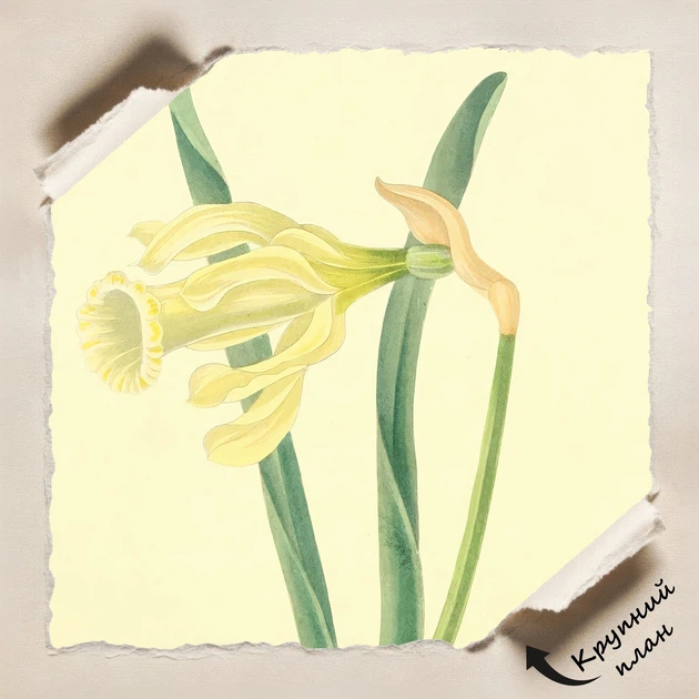 Постер Ботаническая иллюстрация, Narcissus Moschatus, растения, интерьерный постер, A2 60×45 см (id7156) - изображение 4
