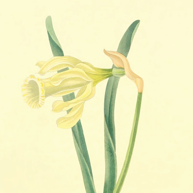Интерьерная картина Ботаническая иллюстрация, Narcissus Moschatus, растения, интерьерный постер, 40×30 см (id7156) - изображение 6