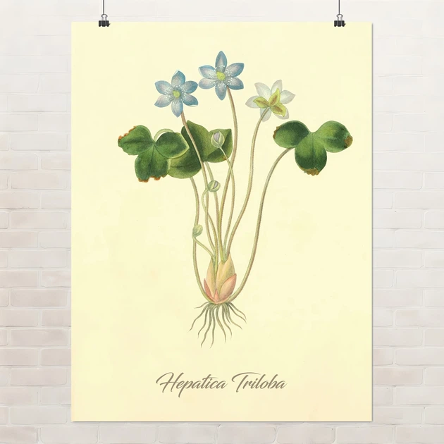 Постер Ботаническая иллюстрация, Hepatica Triloba, растения, интерьерный постер, A3 40×30 см (id7154) - Фото 1 Постер Ботаническая иллюстрация, Hepatica Triloba, растения, интерьерный постер, A3 40×30 см (id7154) - изображение 1