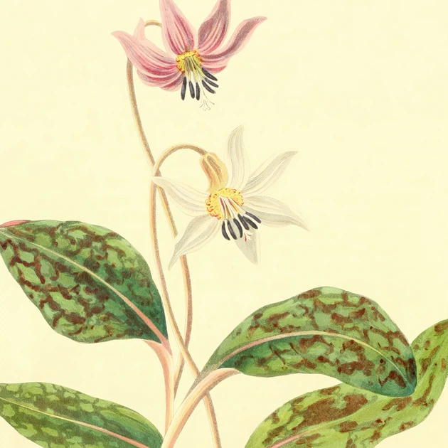 Интерьерная картина Ботаническая иллюстрация, Erythronium Dens Canis, растения, интерьерный постер, 40×30 см (id7157) - изображение 6
